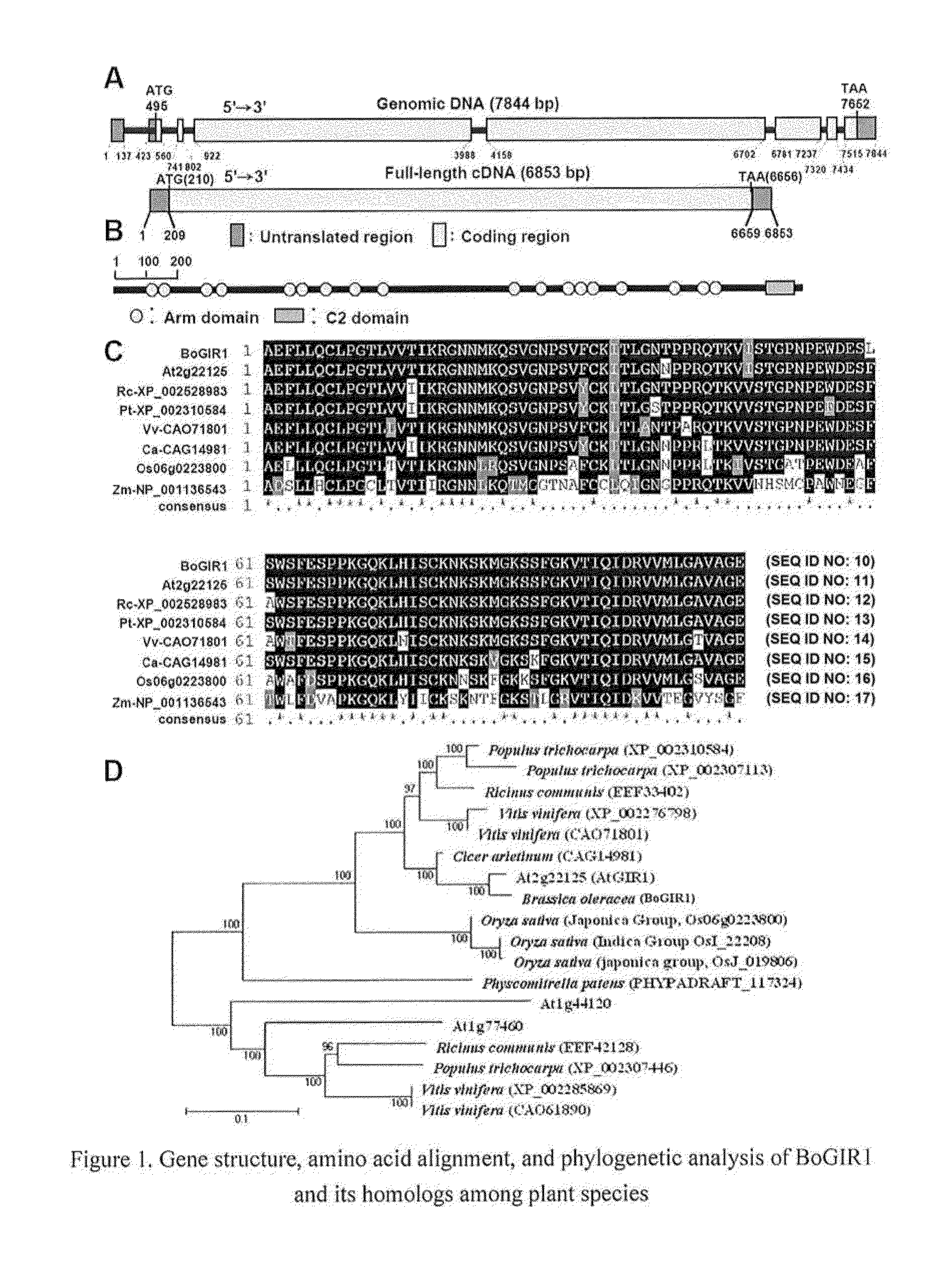 Application of the broccoli wound-inducible promoter of <i>glucose inhibition of root elongation 1 </i>gene in transgenic plants