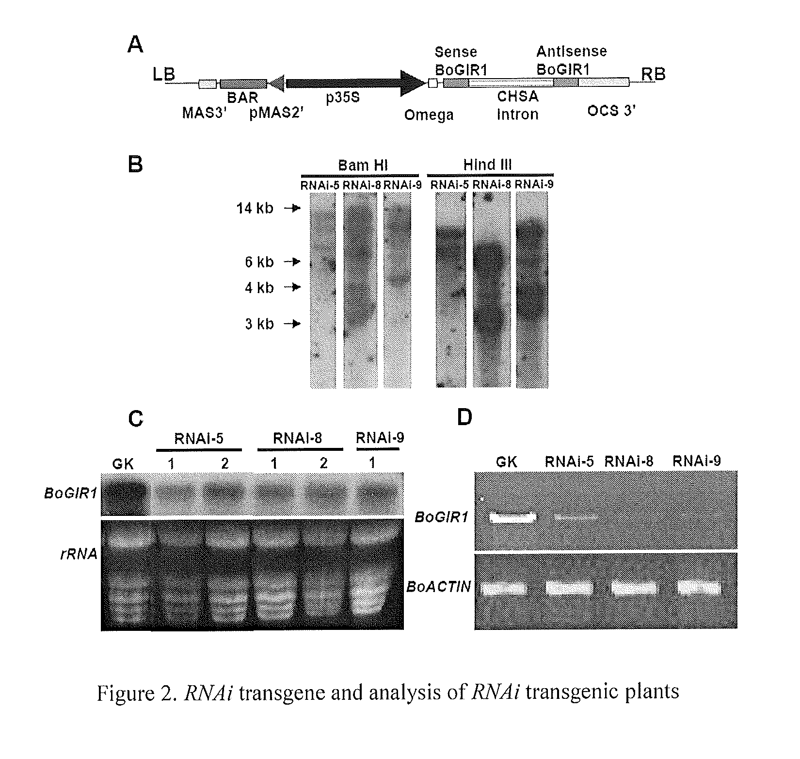 Application of the broccoli wound-inducible promoter of <i>glucose inhibition of root elongation 1 </i>gene in transgenic plants