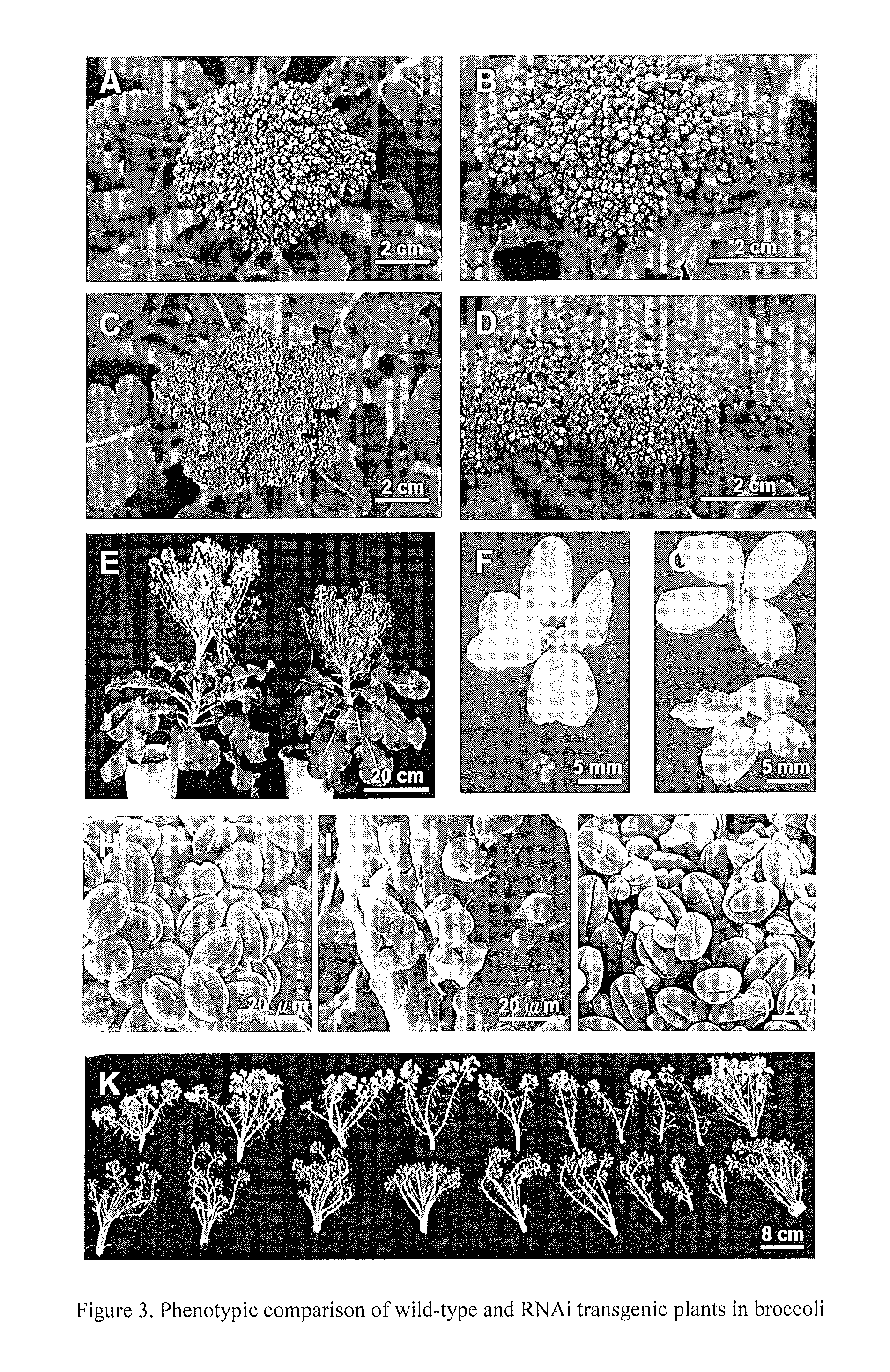 Application of the broccoli wound-inducible promoter of <i>glucose inhibition of root elongation 1 </i>gene in transgenic plants