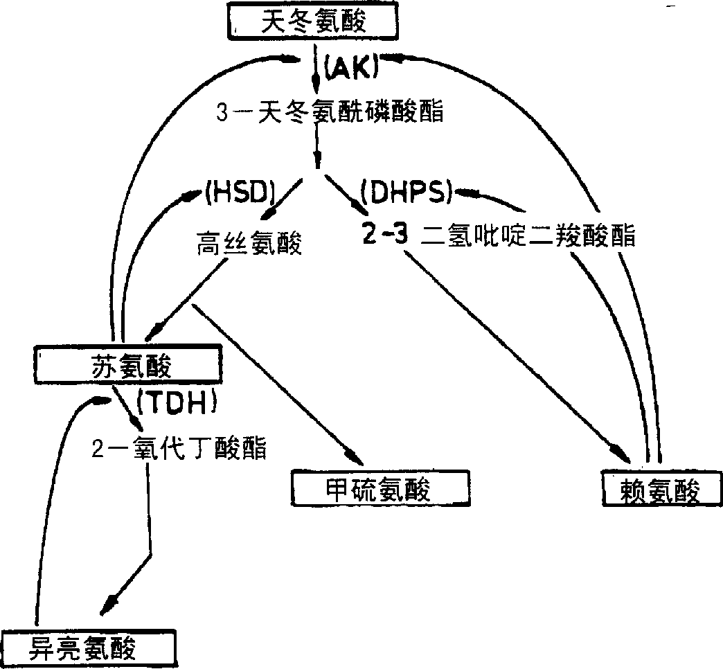 Transgenic plant or plants with a naturally high water content overproducing at least two amino acids of the aspartate family