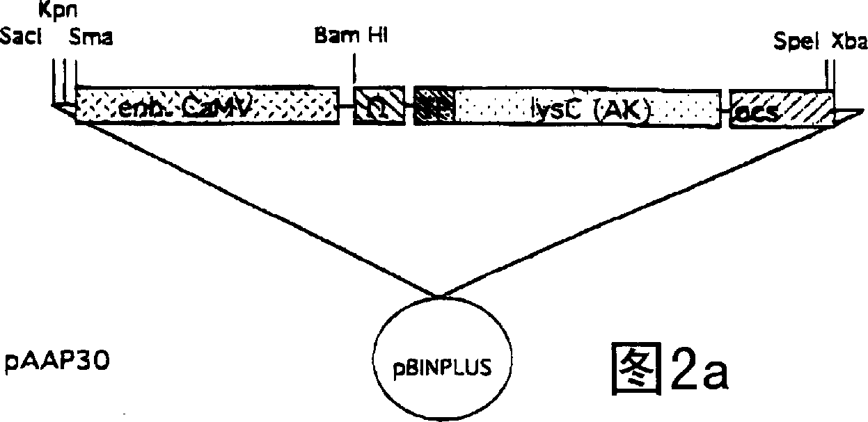 Transgenic plant or plants with a naturally high water content overproducing at least two amino acids of the aspartate family