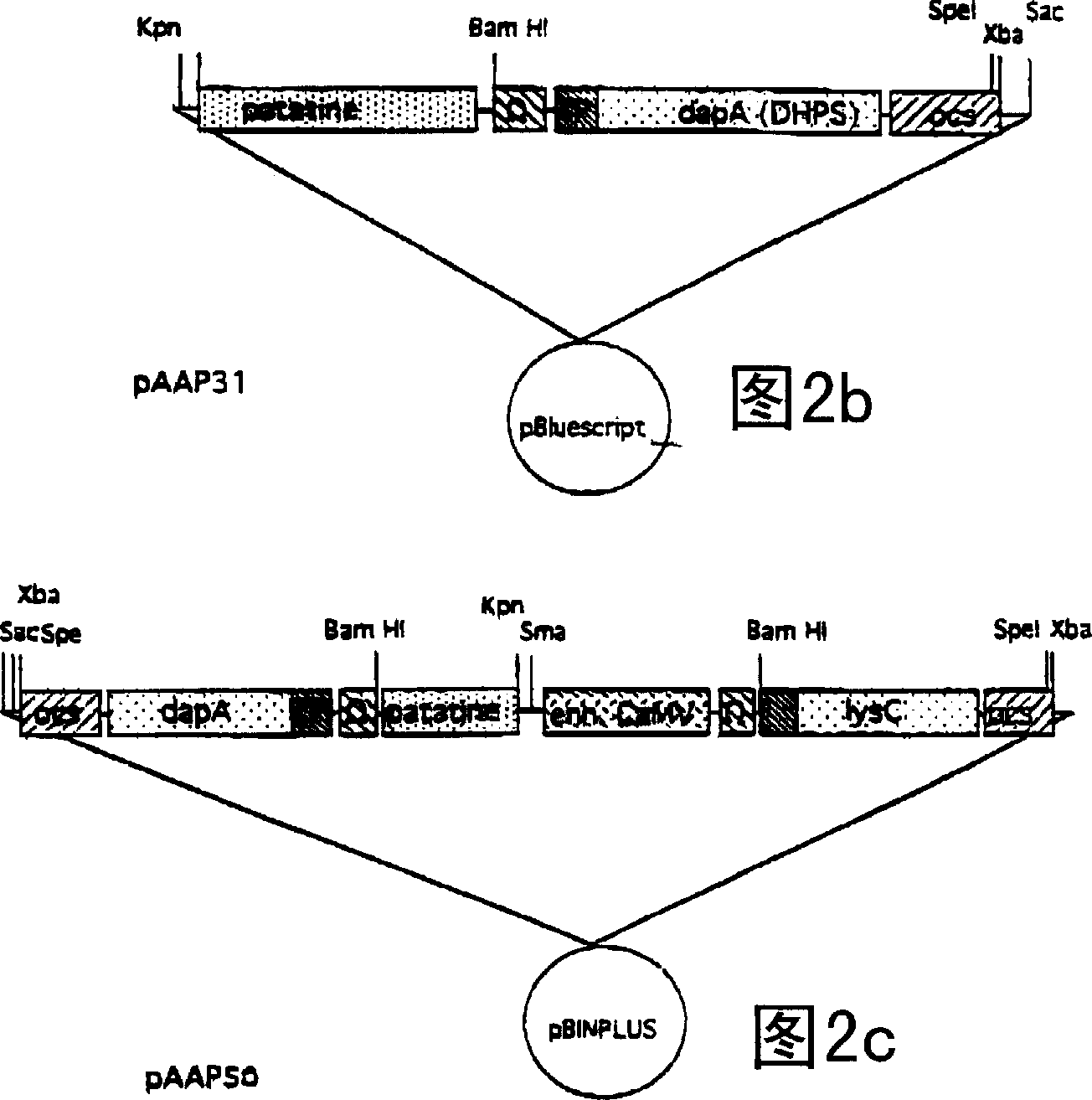 Transgenic plant or plants with a naturally high water content overproducing at least two amino acids of the aspartate family