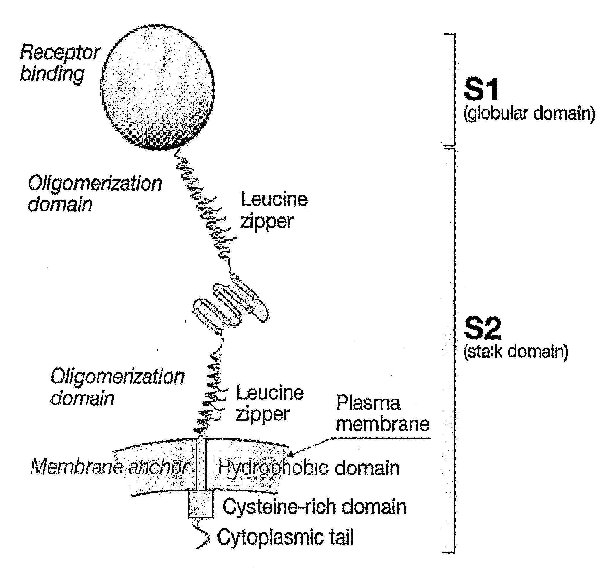 Polypeptides for Oligomeric Assembly of Antigens