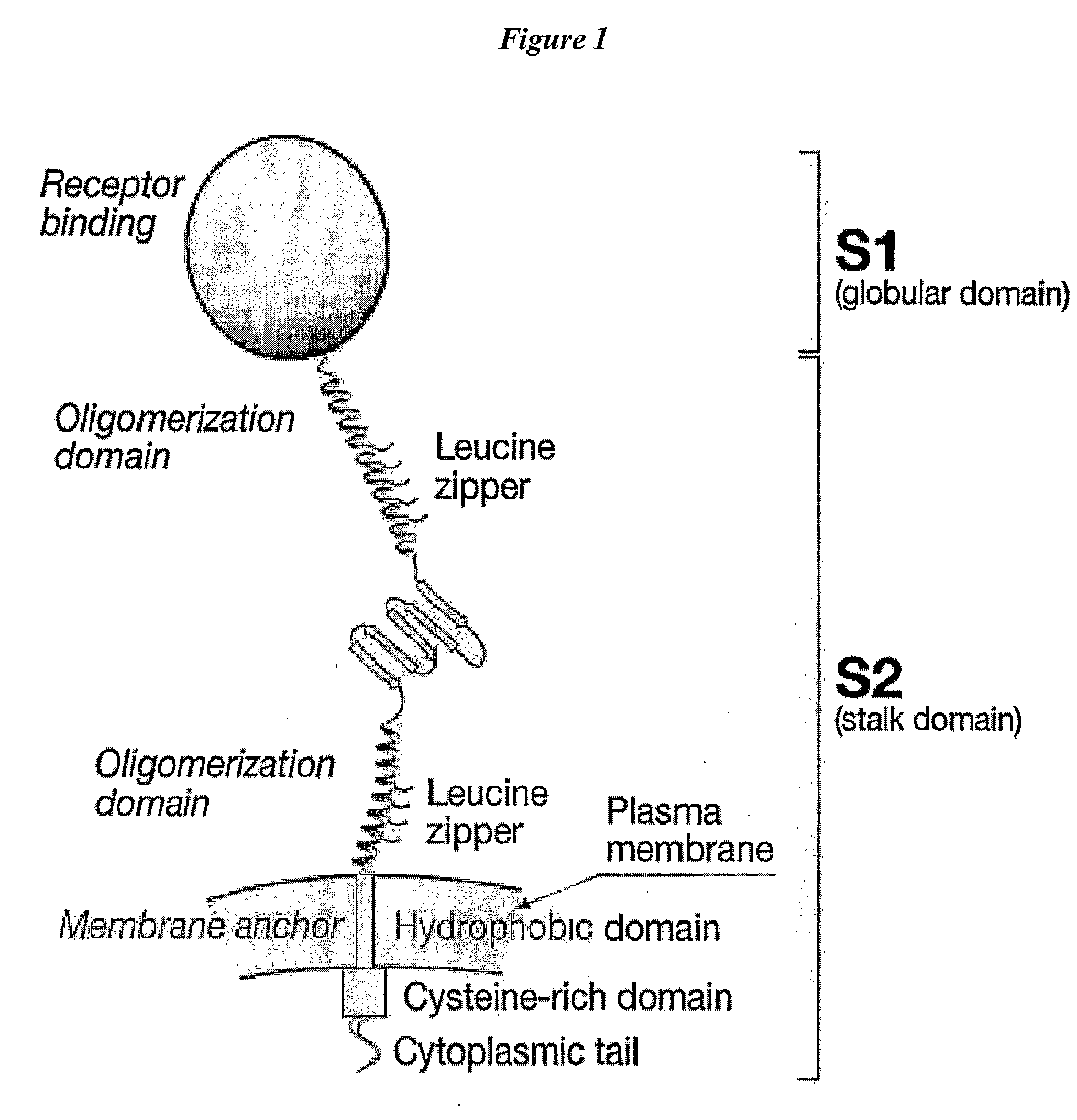 Polypeptides for Oligomeric Assembly of Antigens