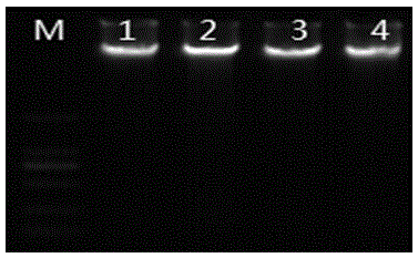 Anoectochilus roxburghii DNA extracting method suitable for RAPD analysis