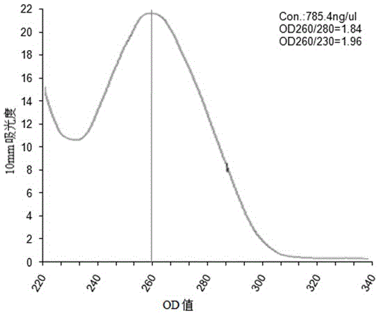 Anoectochilus roxburghii DNA extracting method suitable for RAPD analysis