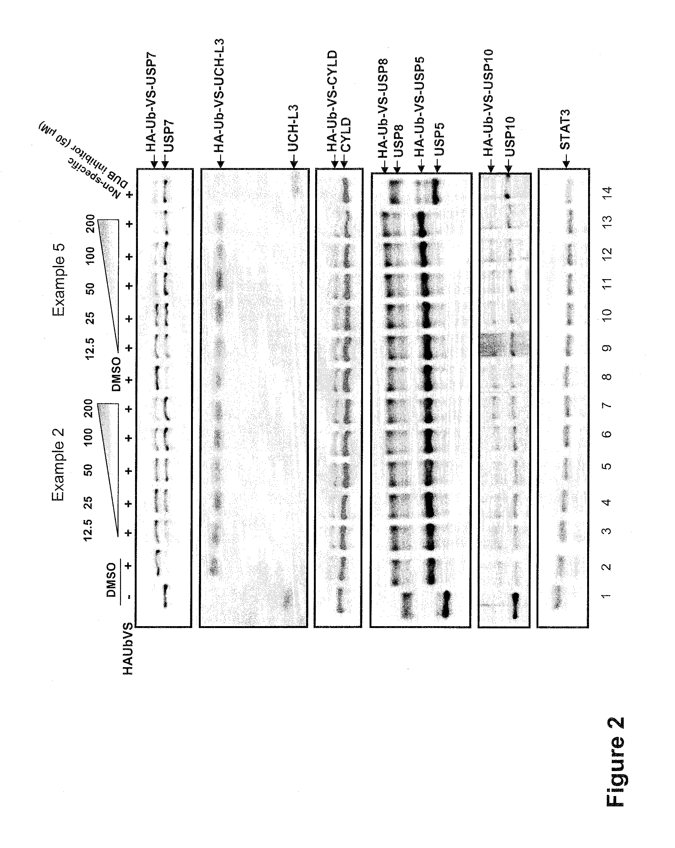 Substituted quinazolin-4-ones for inhibiting ubiquitin specific protease 7