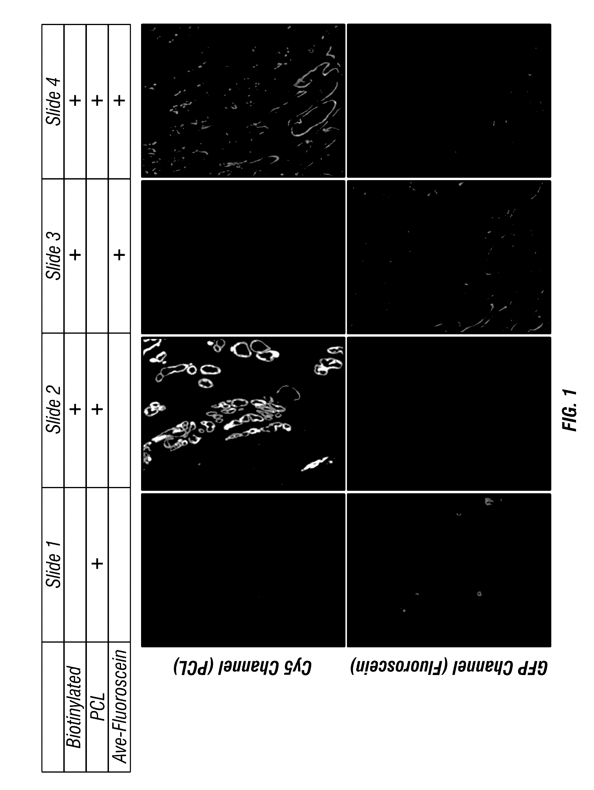 Antigen detection using photocleavable labels