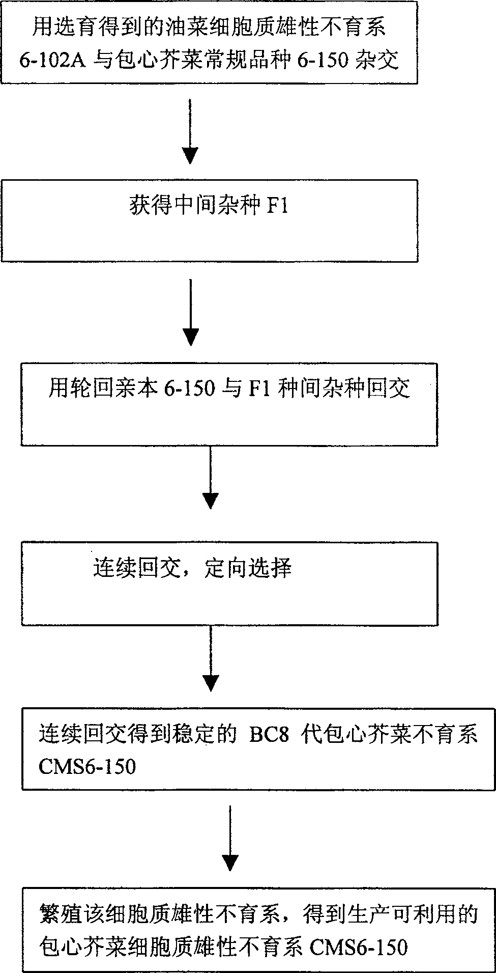 Method for breeding male sterile series of envelopped senvy cytoplasm