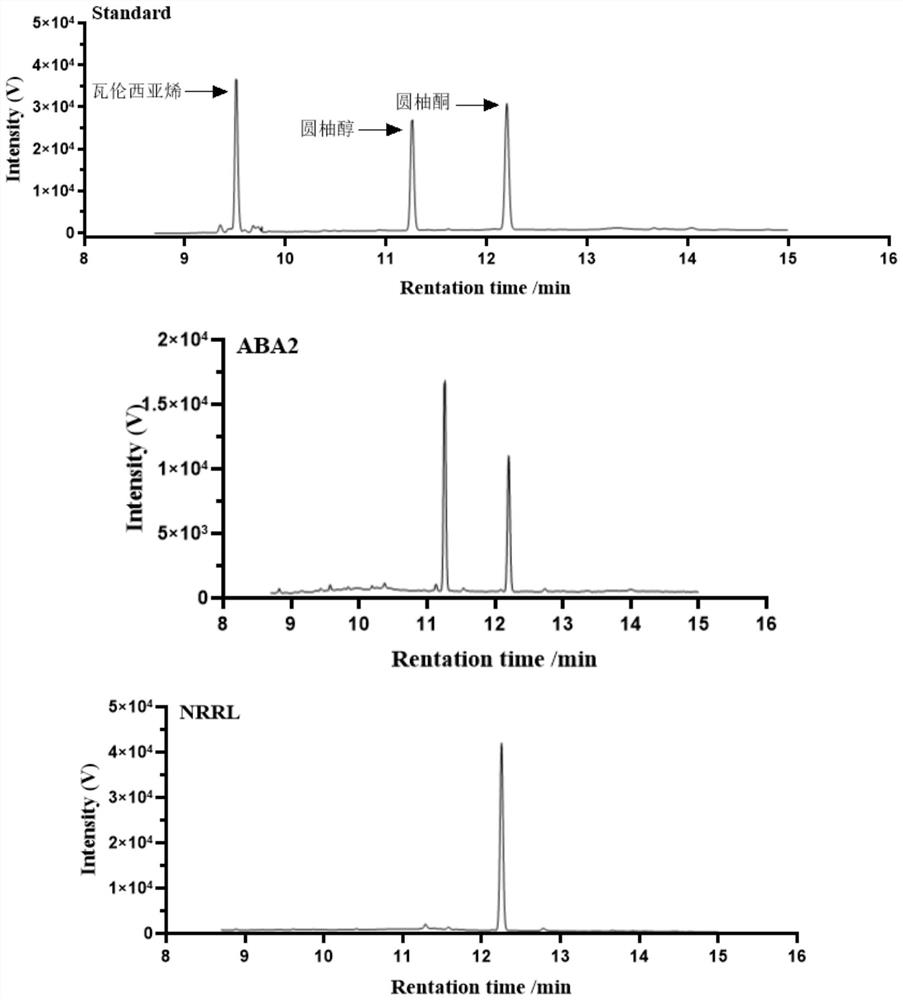 Application of oxidoreductase and mutant thereof in biosynthesis of noottanone