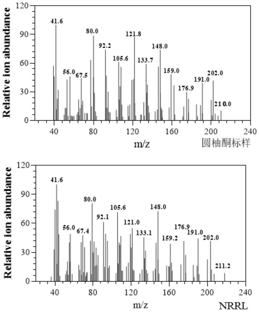 Application of oxidoreductase and mutant thereof in biosynthesis of noottanone