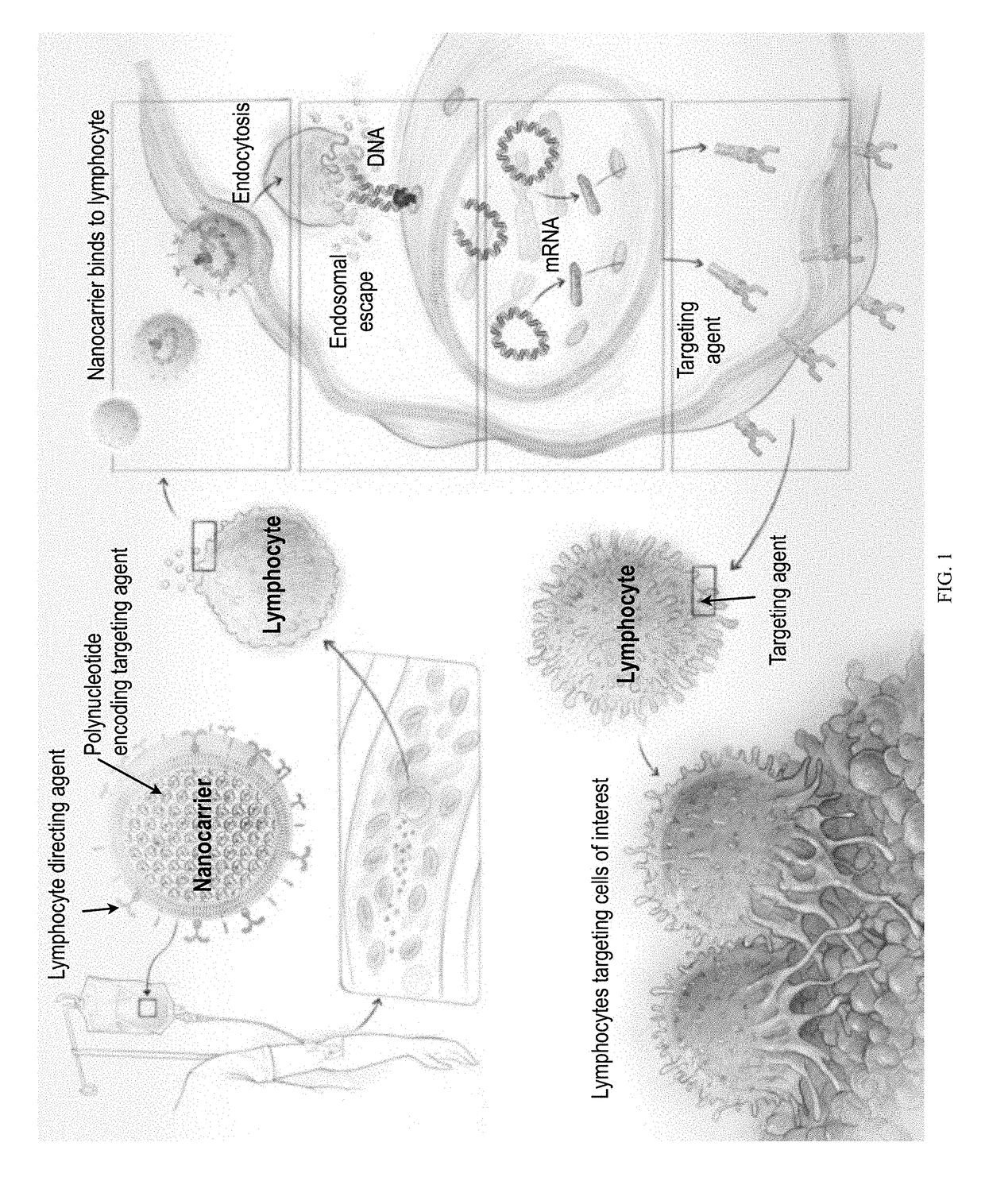 Compositions and methods to modify cells for therapeutic objectives