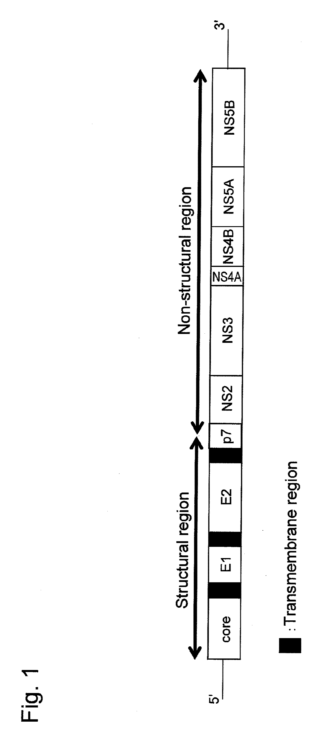 Antibody binding to envelope protein 2 of hepatitis c virus and method for identifying genotype of hepatitis c virus using the same