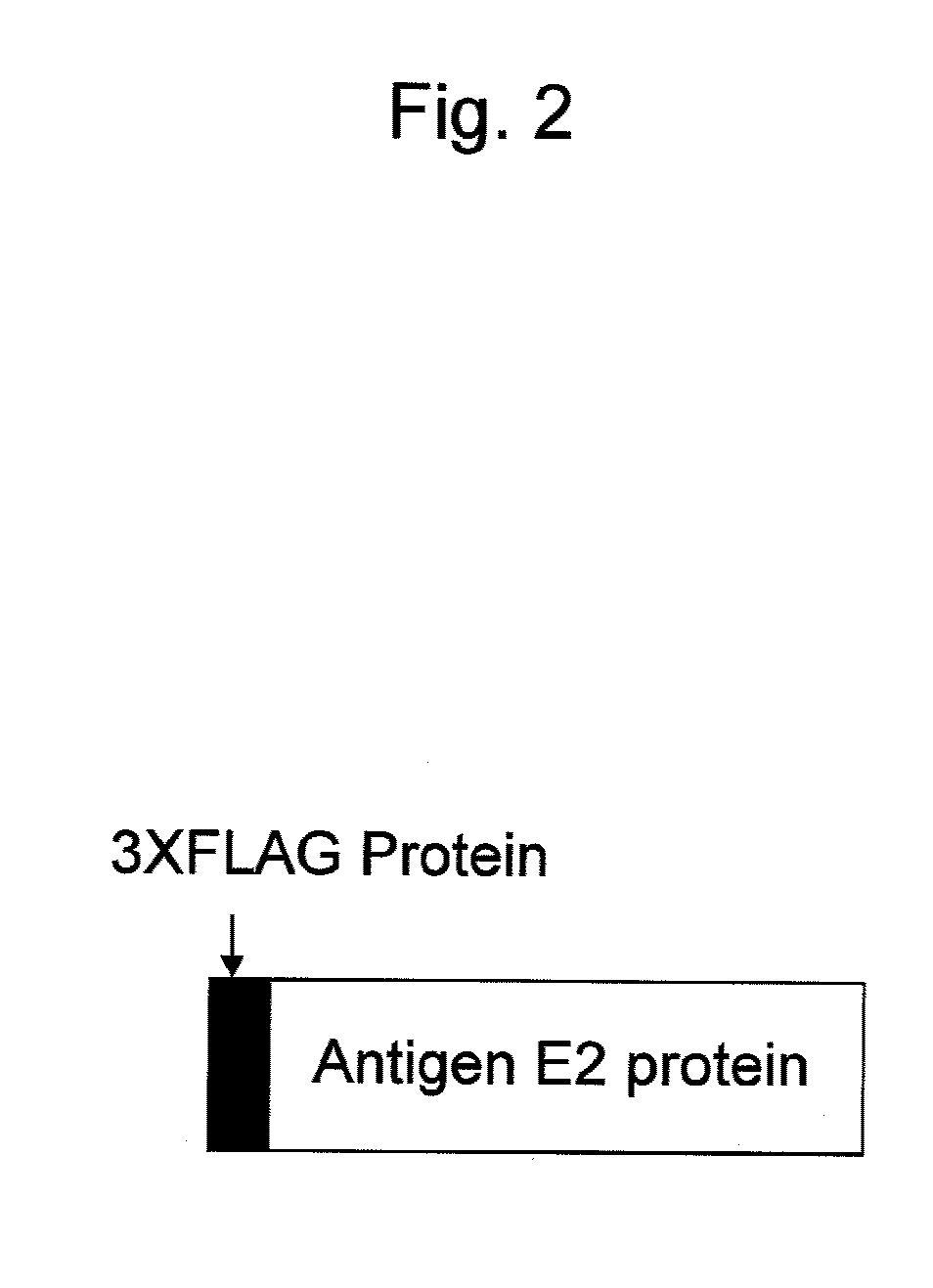 Antibody binding to envelope protein 2 of hepatitis c virus and method for identifying genotype of hepatitis c virus using the same