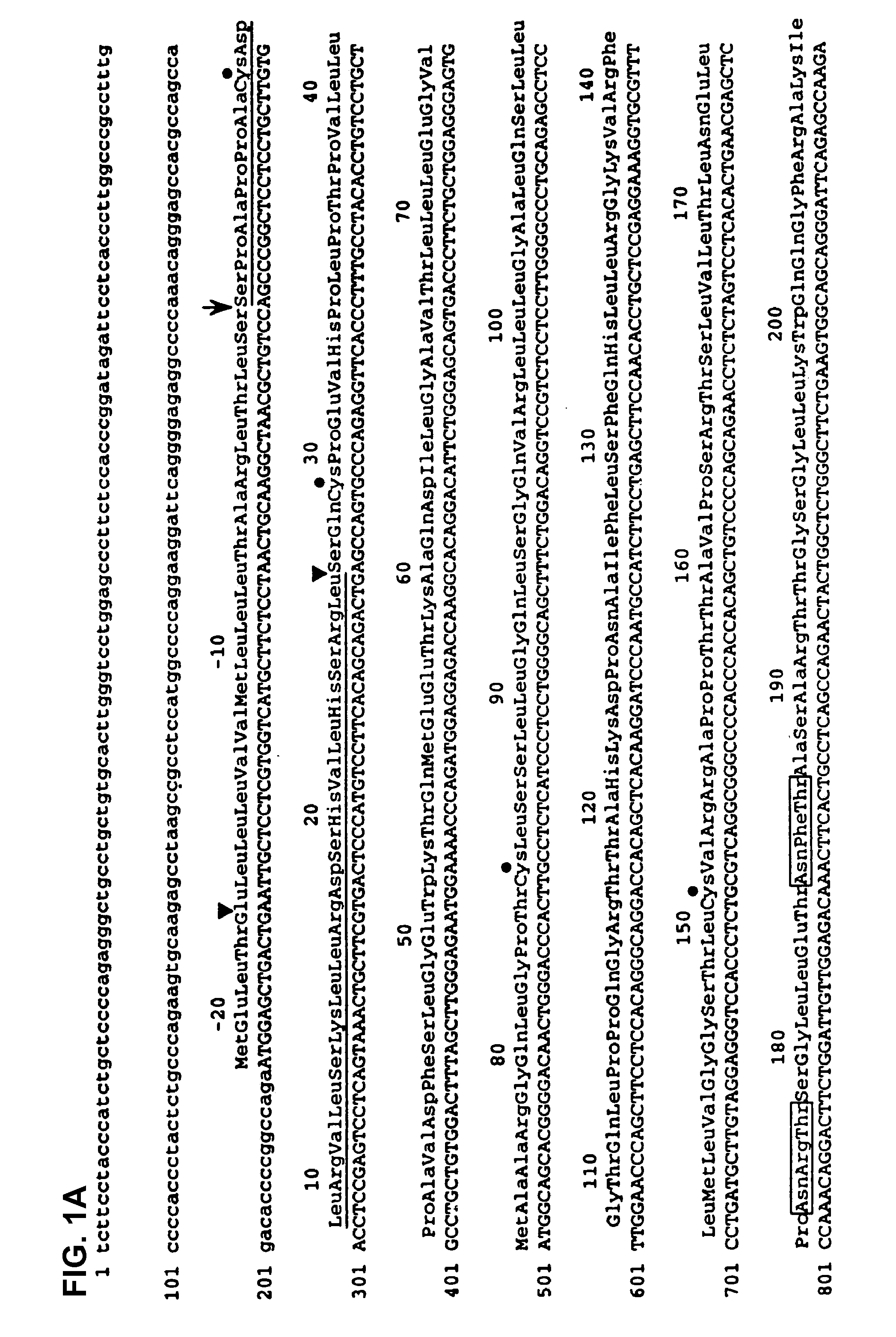 Method of treatment of thrombocytopenia or risk thereof using MPL ligand (thrombopoietin), variants, and fragments thereof