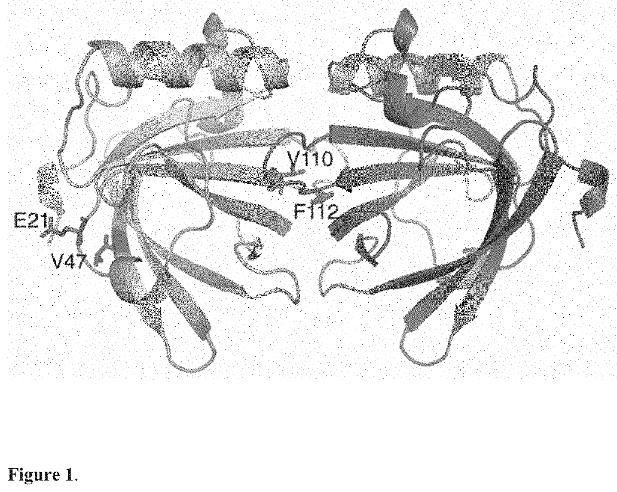 Recombinant hypoallergenic Equ c 1 polypeptides for use in the immunotherapy of horse allergy