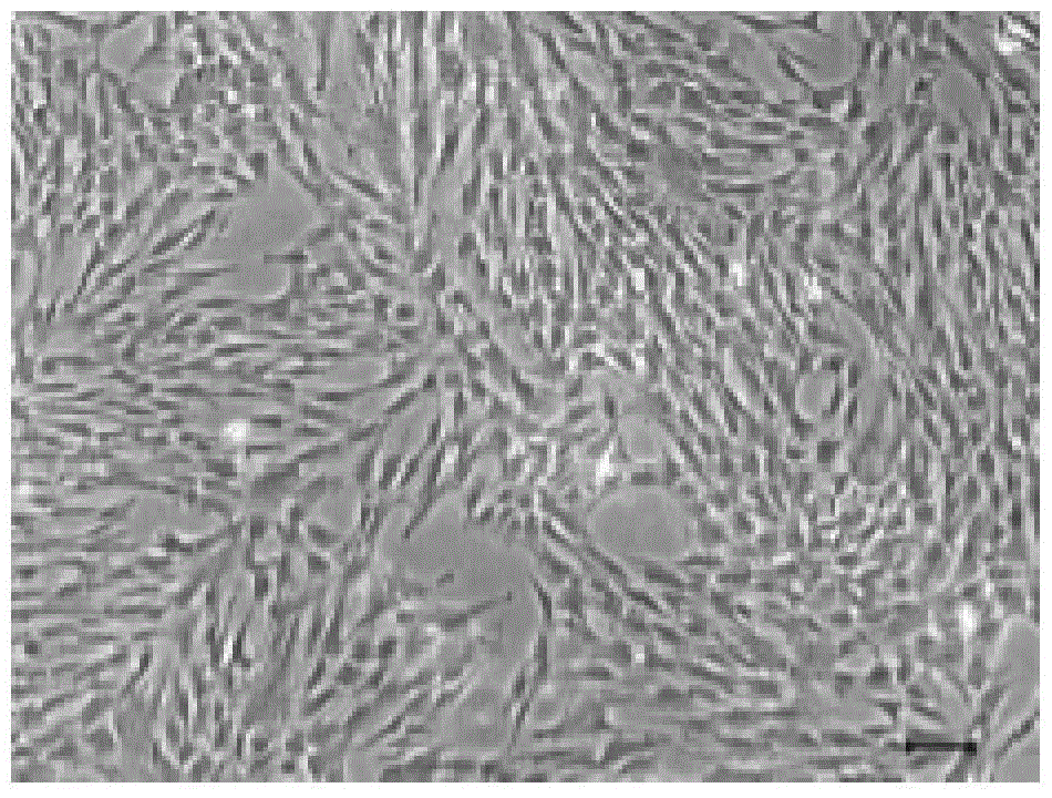 A serum-free medium for culturing mesenchymal stem cells