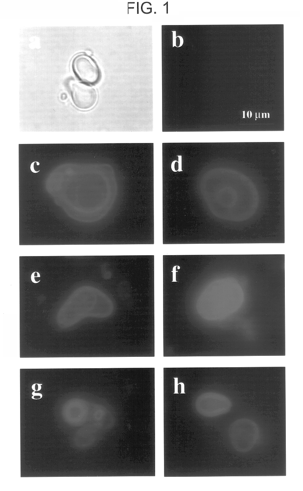 Cationic liposomal delivery system and therapeutic use thereof