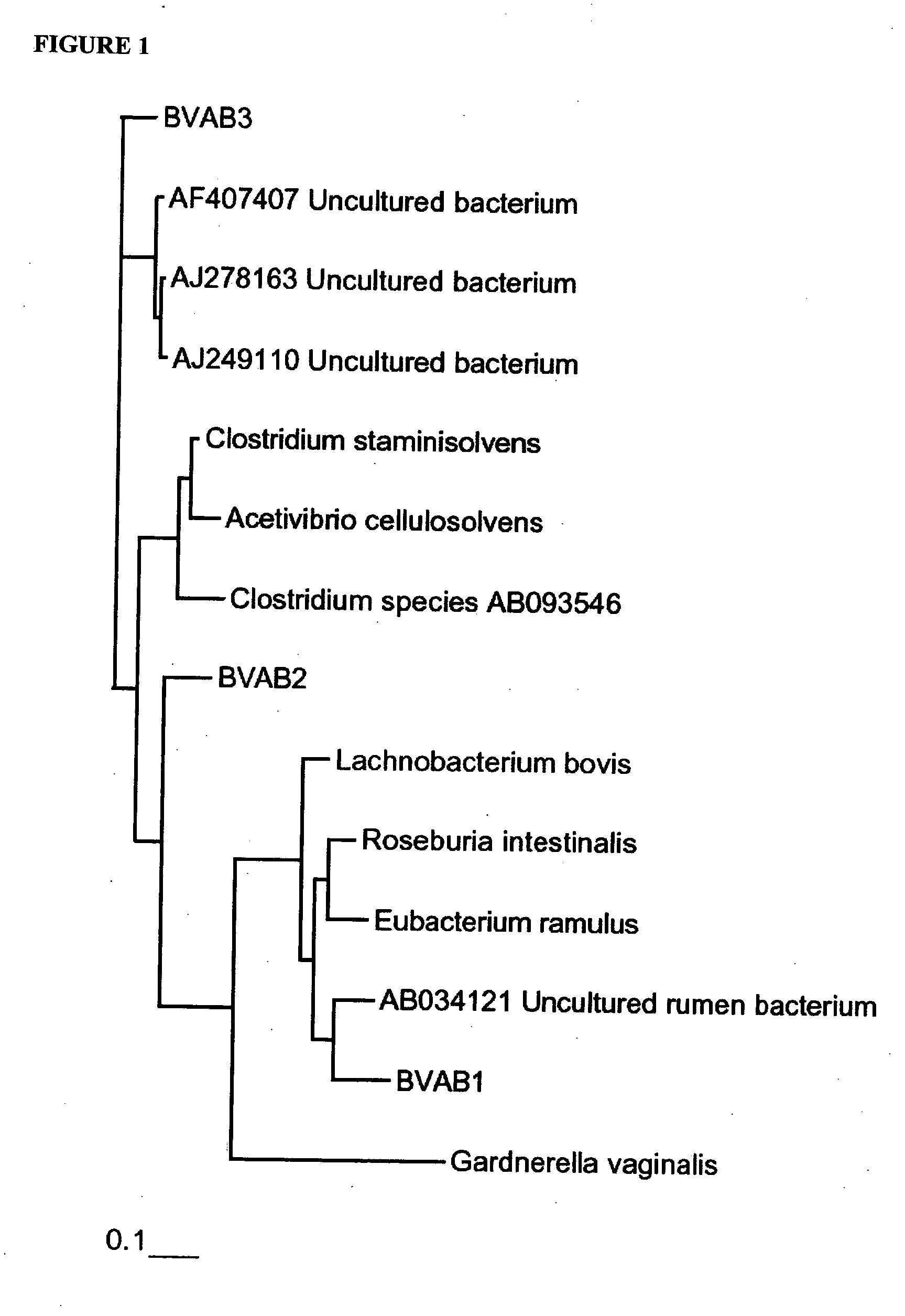 Methods and compositions for identifying bacteria associated with bacterial vaginosis