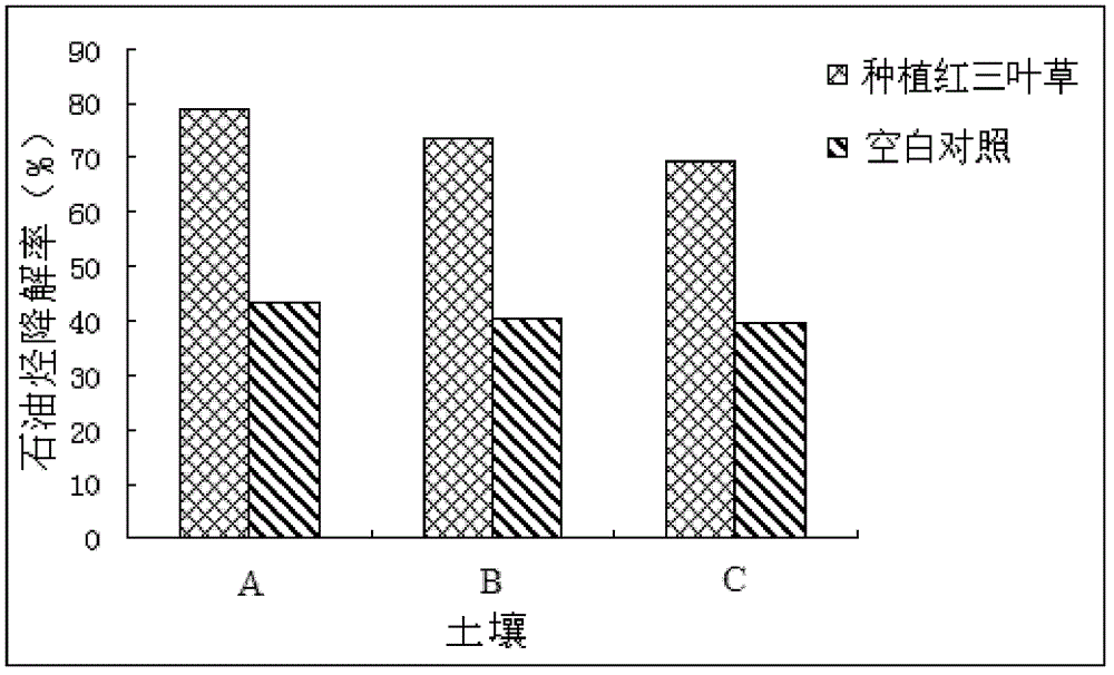 Method for restoring petroleum-contaminated soil by using Trifolium repens Linn