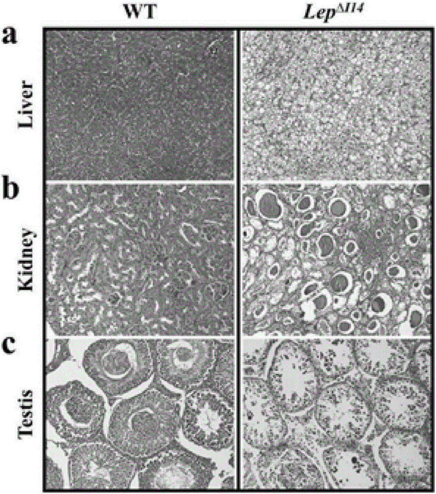 Animal model for obese rats and establishing method