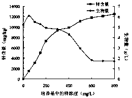 A dry bacterium strain and its fermented dry bacterium mycelium zinc polysaccharide and its application