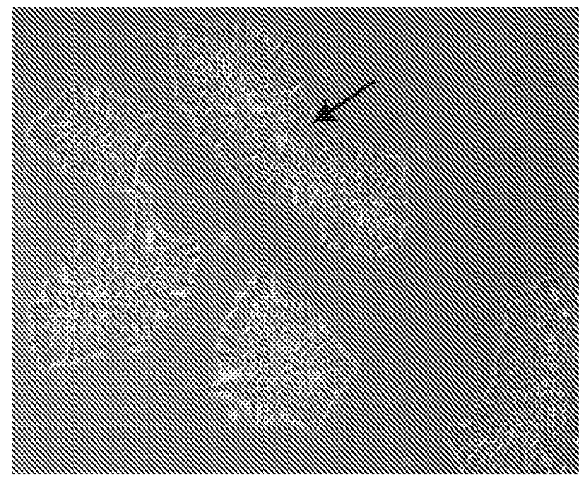 Photoreceptors and photoreceptor progenitors produced from pluripotent stem cells