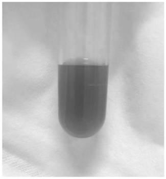 Mesenchymal stem cell membrane camouflaged magnetic drug-loaded nanoparticles as well as preparation method and application thereof