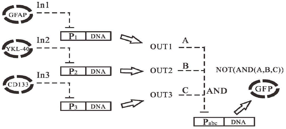 Gene circuit structure for realizing glioma marker detection