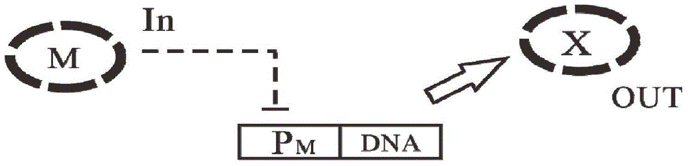 Gene circuit structure for realizing glioma marker detection