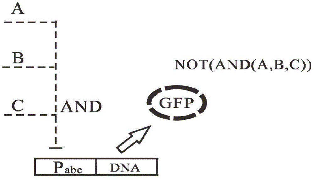 Gene circuit structure for realizing glioma marker detection