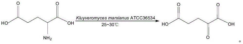 Method for synthesizing alpha-ketoglutaric acid by biological conversion method