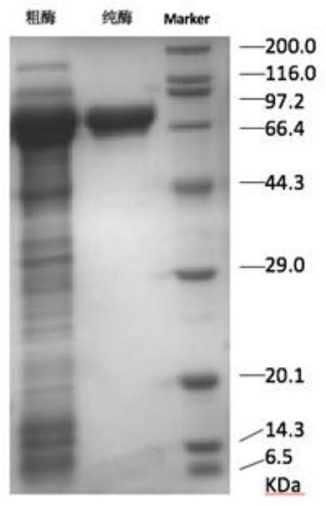 Method for producing 1, 4-butanediamine by using recombinant escherichia coli