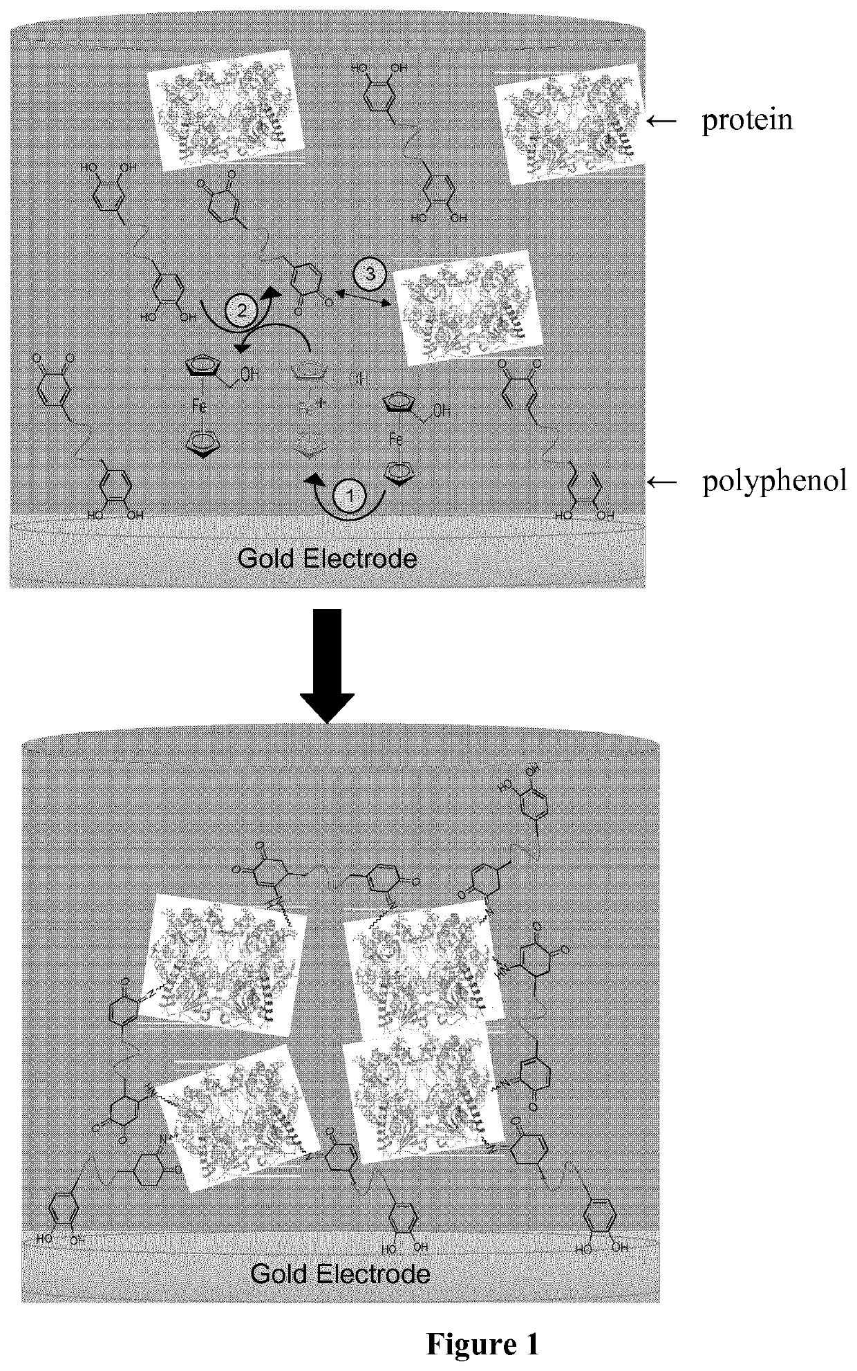 One pot electro-cross-linking of a protein for the development of a protein-based biosensor