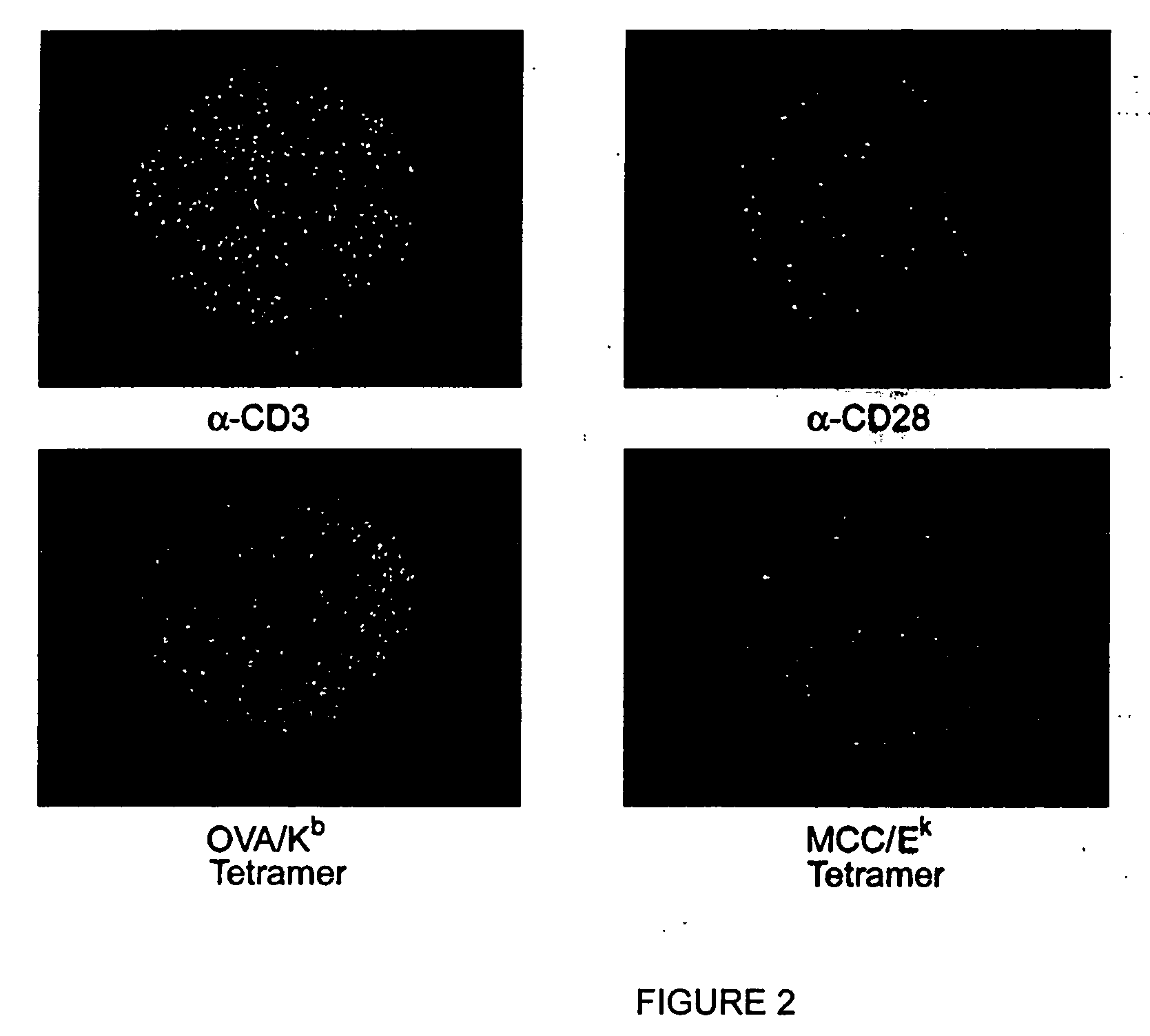 MHC-antigen arrays for detection and characterization of immune responses