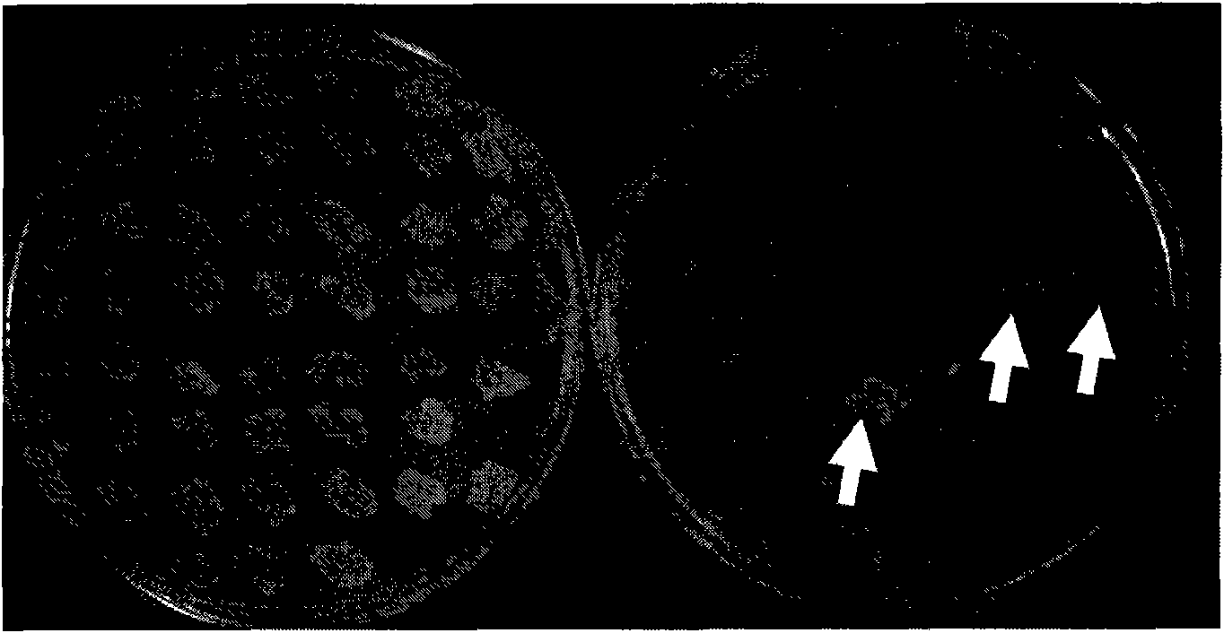 Hydrogen-producing engineering bacteria and application thereof