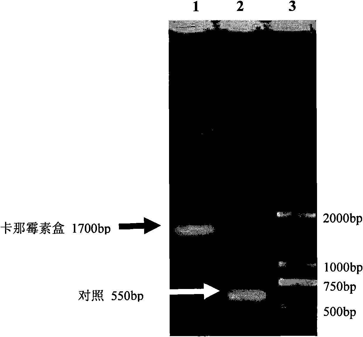 Hydrogen-producing engineering bacteria and application thereof