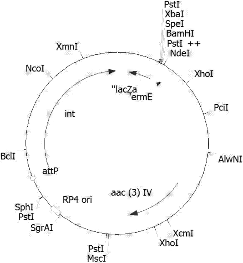 Spinosad high-yield gene engineering bacterium and construction method and application thereof