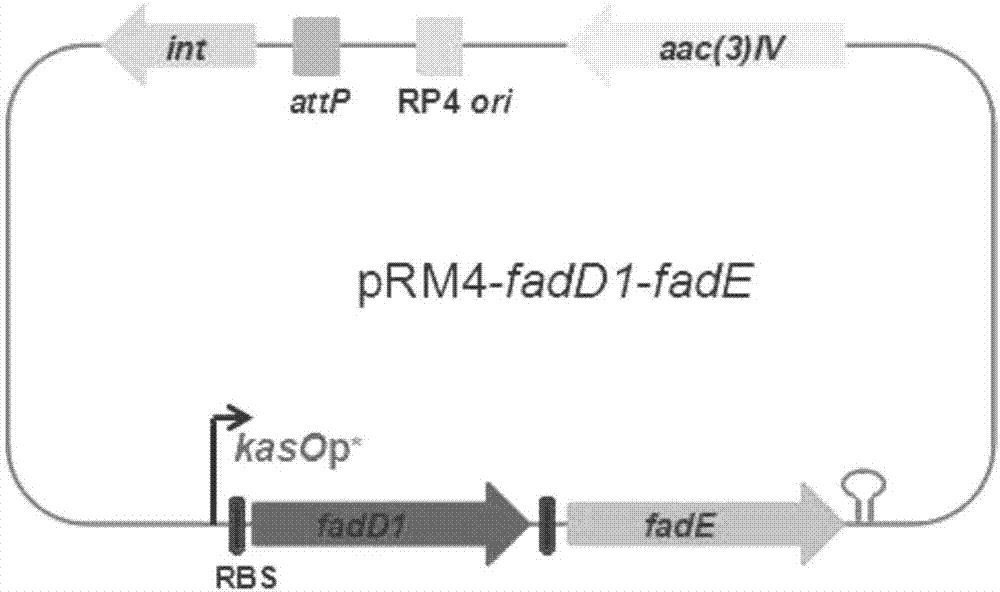 Spinosad high-yield gene engineering bacterium and construction method and application thereof