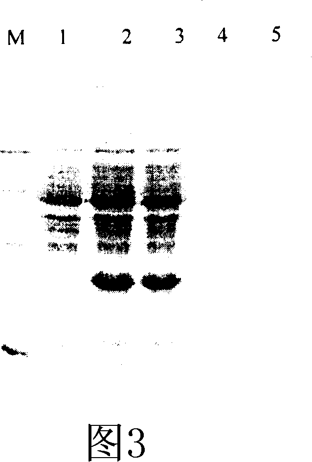 Method for producing recombined human parathyroid hormone (1í½84peptide)