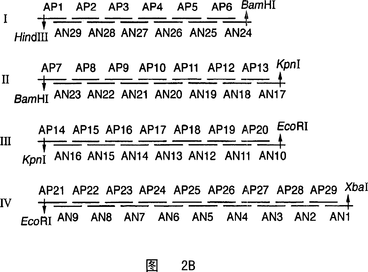 Improvments in or relating to immune responses to HIV