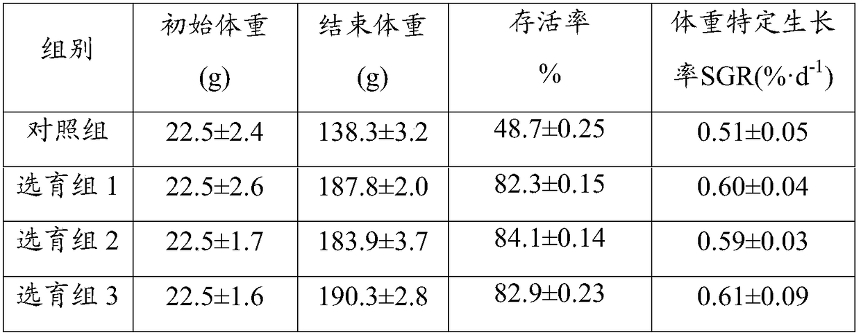 A kind of breeding method of fast-growing and stress-resistant sea cucumber new strain