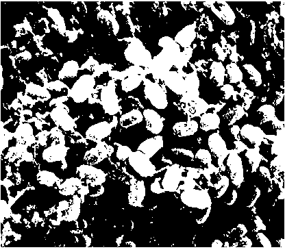 Space-induced efficient bacillus natto, application of bacillus natto and preparation method of troche of bacillus natto