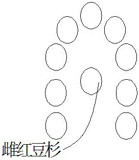 A kind of distribution planting method of male and female yew