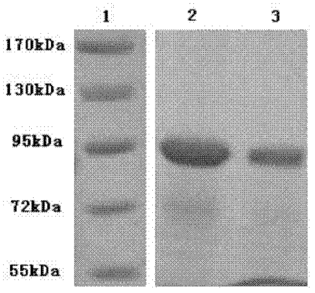 CMG 2mutant and Fc fusion protein, its encoding gene and its application