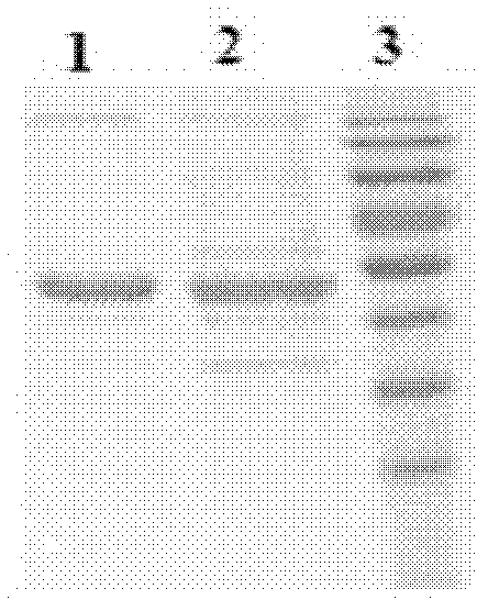 CMG 2mutant and Fc fusion protein, its encoding gene and its application