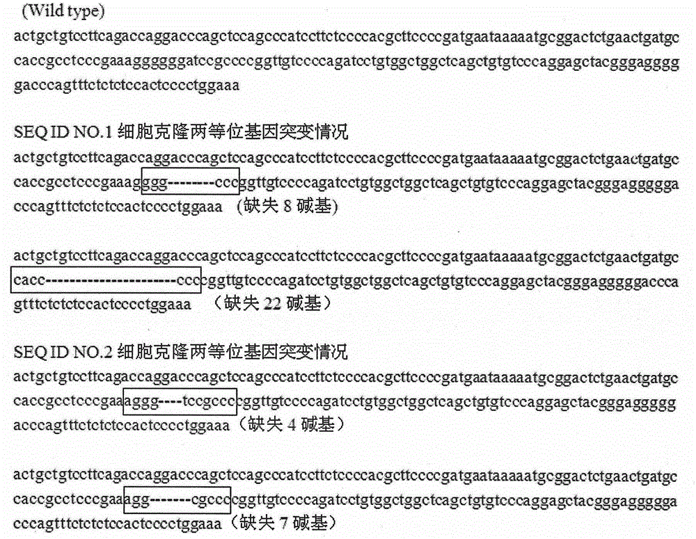 CRISPR/Cas9 targeted-knockout human TCAB1 gene and specificity gRNA thereof