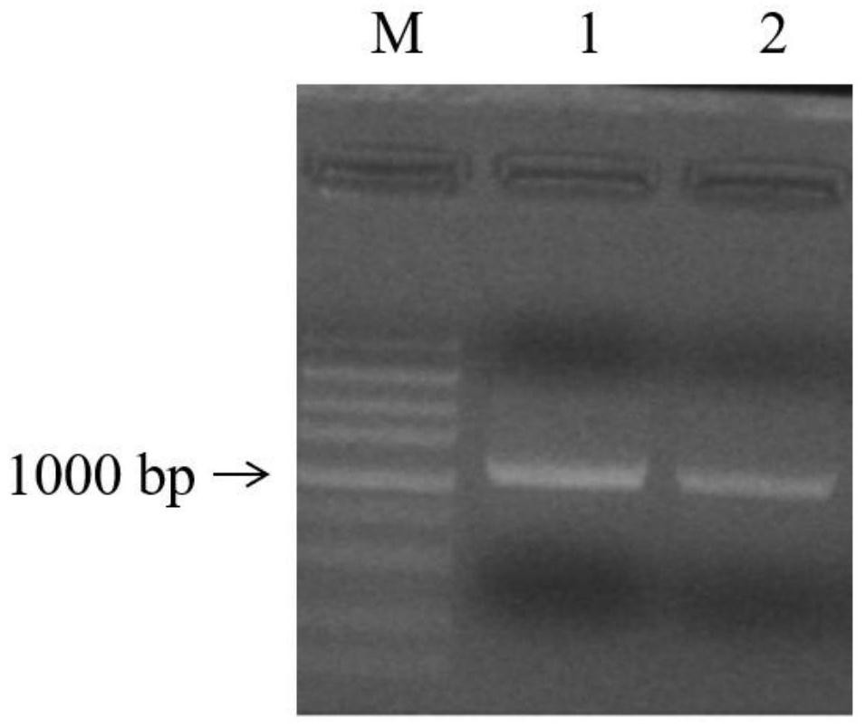 Plant stress resistance related protein PvNAC52 as well as coding gene and application thereof