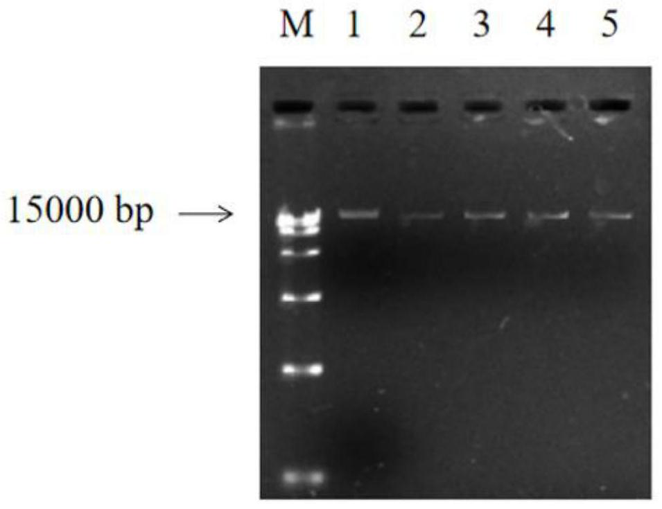 Plant stress resistance related protein PvNAC52 as well as coding gene and application thereof