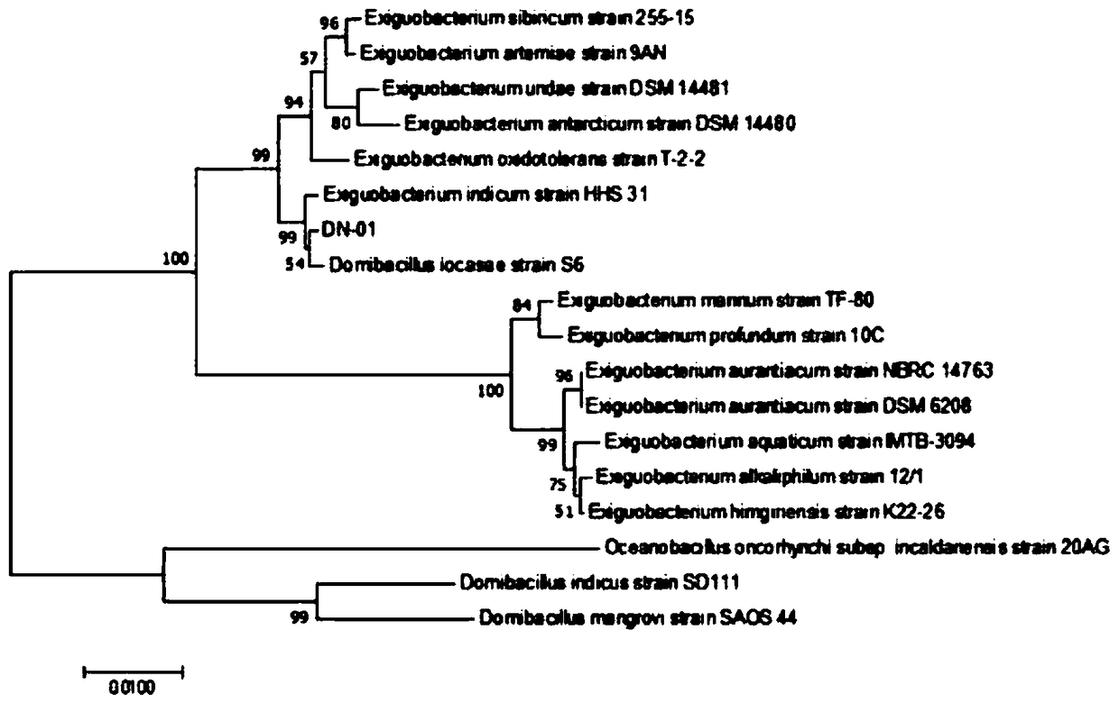 Denitrifying bacterium and application thereof